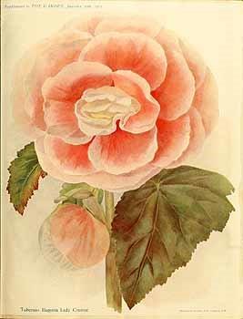 B. ‘Lady Cromer’